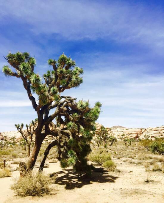 Cozy Stylish Home In The Heart Of Jt Village Joshua Tree Εξωτερικό φωτογραφία