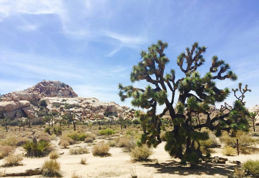 Cozy Stylish Home In The Heart Of Jt Village Joshua Tree Εξωτερικό φωτογραφία